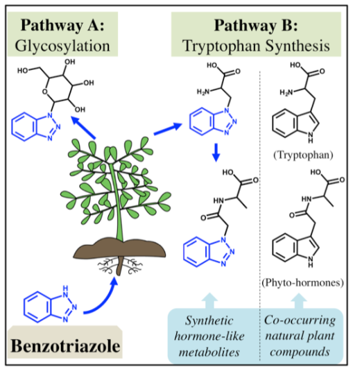 A diagram showing the possible pathways for benzotriazole transformation