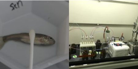 A fish being tapped with a q-tip and an array of machinery on a table. 