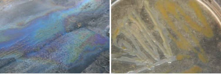 On the left is oil on water. On the right is a petri dish with growth.