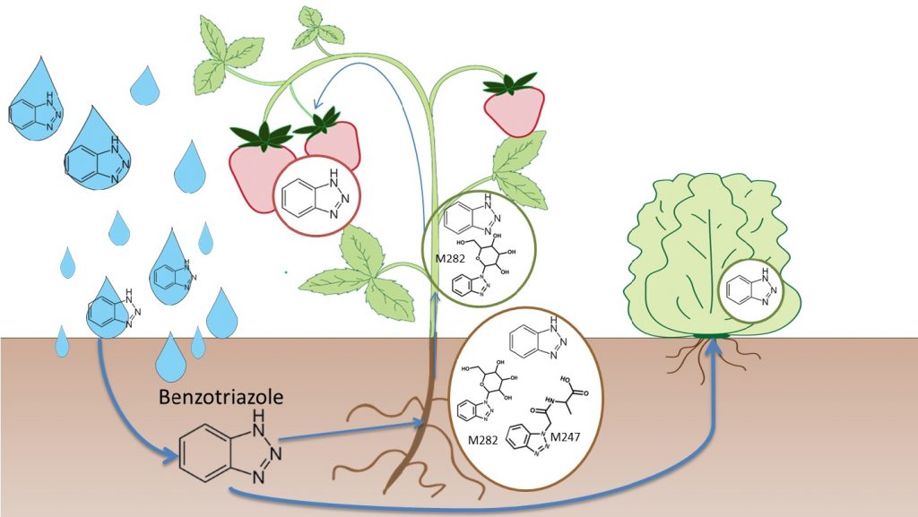 Diagram of Benzotriazole movement through the water system