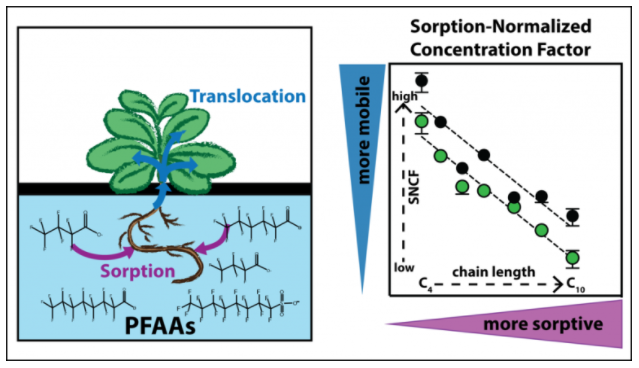 A diagram showing the translocation and uptake of PFAAs