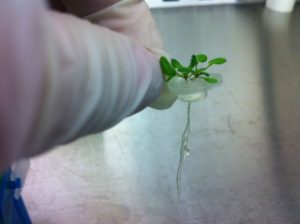 A plant seeding separating roots and shoots.